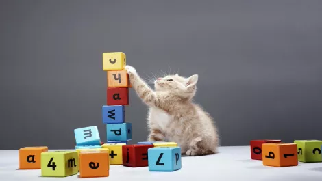 SPCA launches new online platform for educators