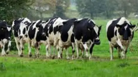 Improving learning from workplace incidents
