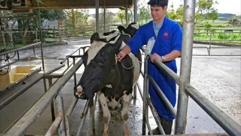 Protect stock from leptospirosis before winter