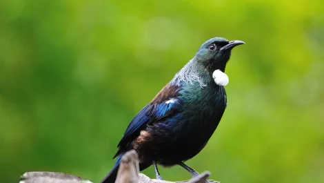 Thinkstockphotos 675485256